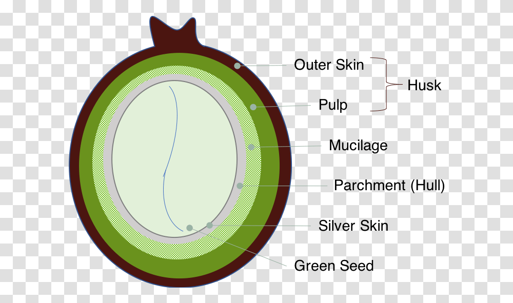 Coffeecherry Circle, Number, Diagram Transparent Png