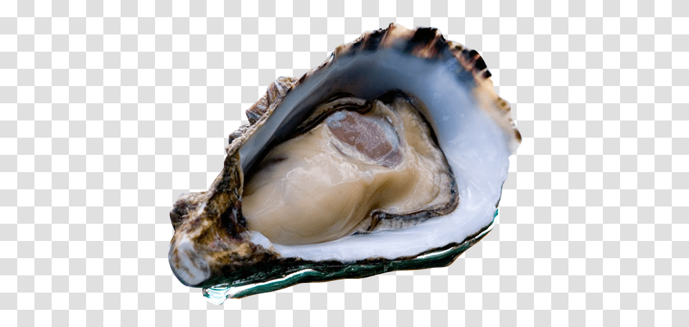 Coffin Bay Oyster Icon Diarrhetic Shellfish Poisoning, Seashell, Invertebrate, Sea Life, Animal Transparent Png
