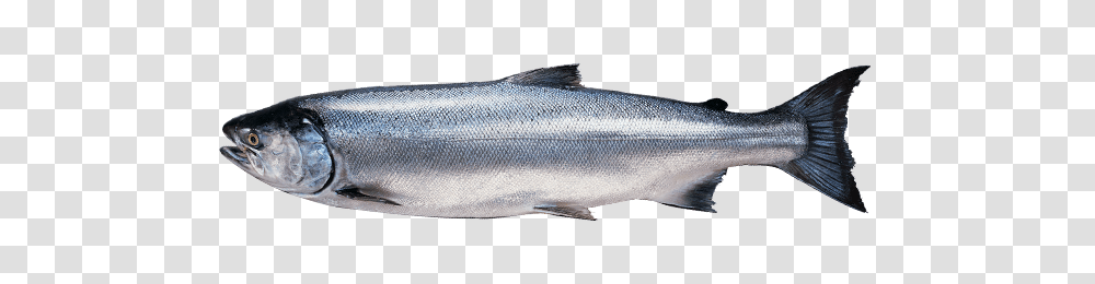 Coho Salmon Alaska Seafood Philippines, Fish, Animal, Herring, Sea Life Transparent Png