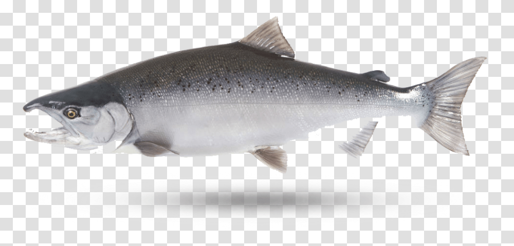 Coho Salmon Sockeye Salmon, Fish, Animal, Sea Life, Trout Transparent Png