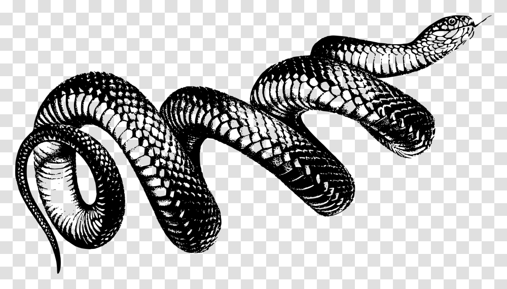 Coiled Snake Clip Arts Coiled Snake, Gray, World Of Warcraft Transparent Png