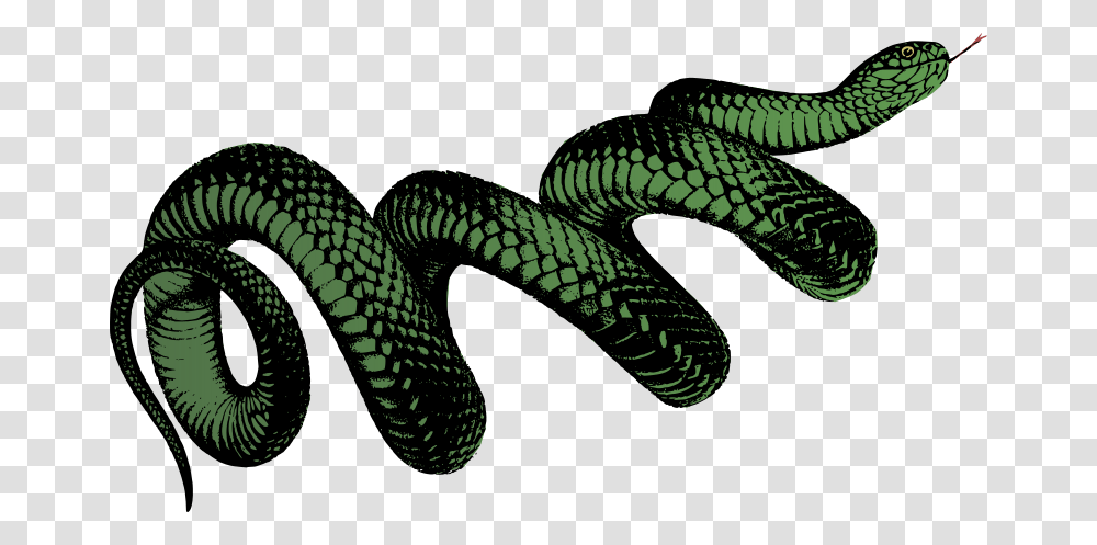 Coiled Snake Colour Snake, Reptile, Animal, King Snake, Rattlesnake Transparent Png