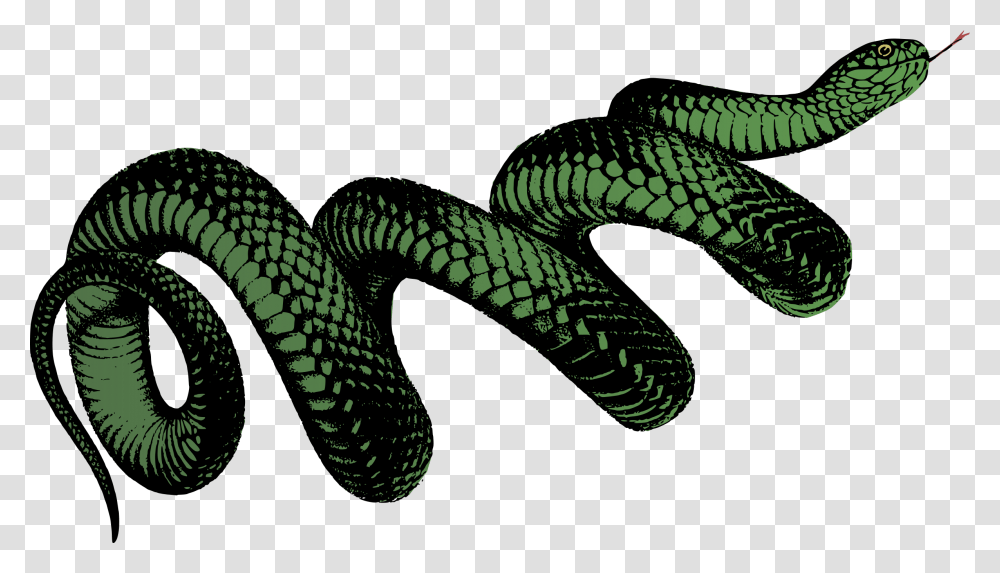 Coiled Snake, Reptile, Animal, Lizard, Rattlesnake Transparent Png