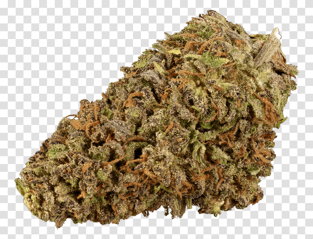 Cold Creek Kush Vertical, Plant, Weed, Moss, Honey Bee Transparent Png