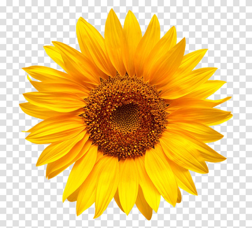 Cold Pressed Sunflower And Canola Girasol, Plant, Blossom, Daisy, Daisies Transparent Png