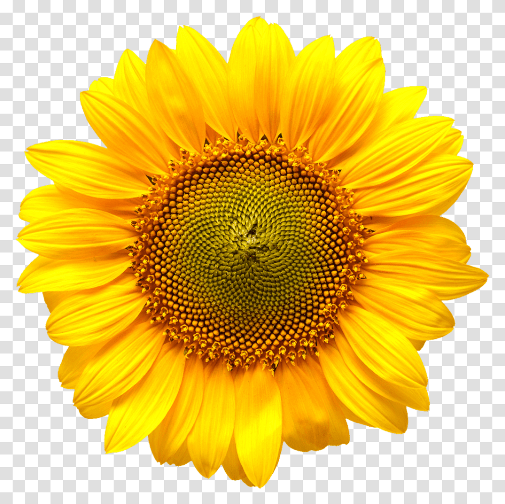 Cold Pressed Sunflower Oil Fonte Puro Sunflower Wall Clock, Plant, Blossom, Daisy, Daisies Transparent Png