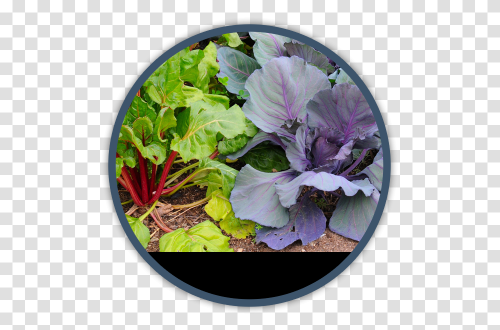Cold Weather Winter Season Vegetables, Plant, Potted Plant, Vase, Jar Transparent Png