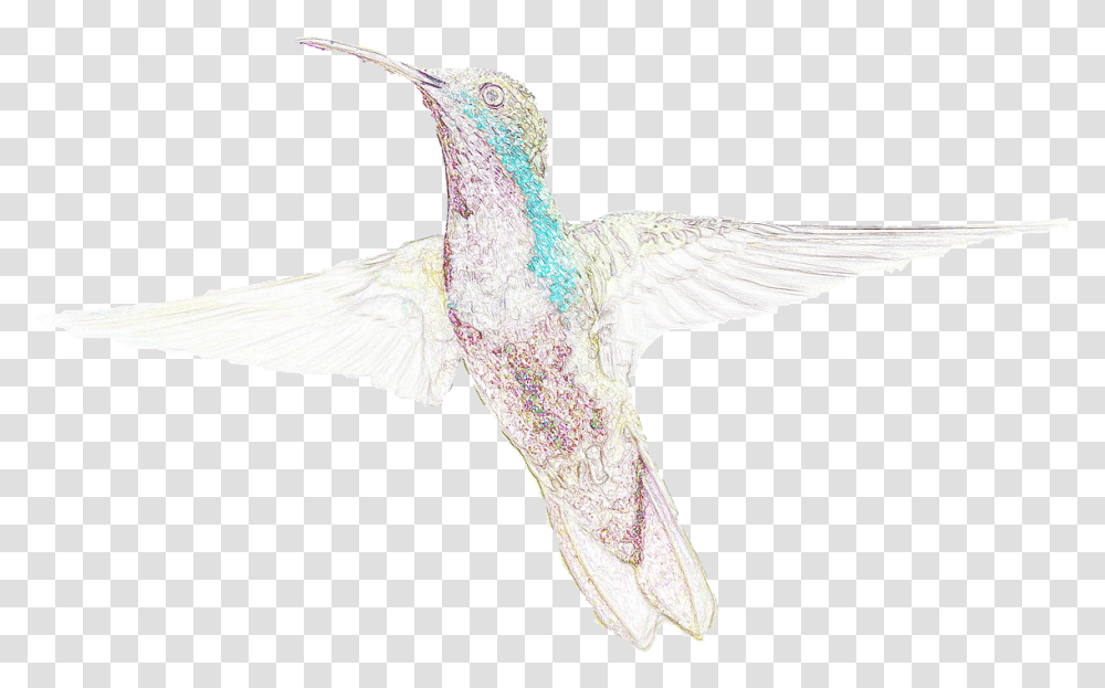Colibr Dibujo Hummingbird, Animal Transparent Png