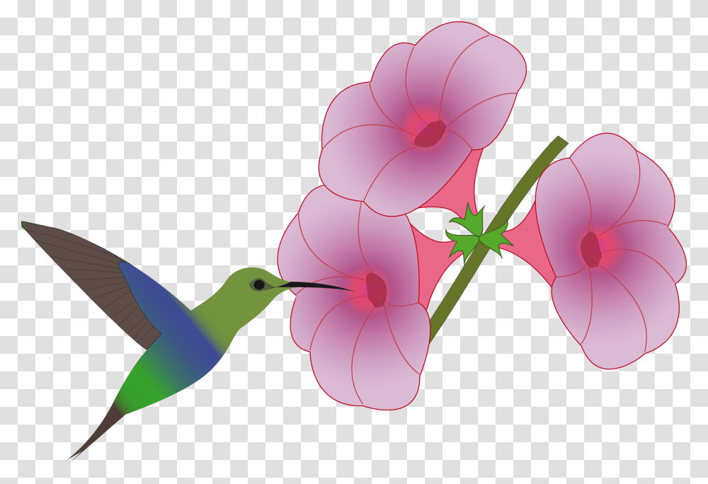 Colibri Bird Picking Animado Colibri Y Flor Dibujo, Petal, Flower, Plant, Blossom Transparent Png