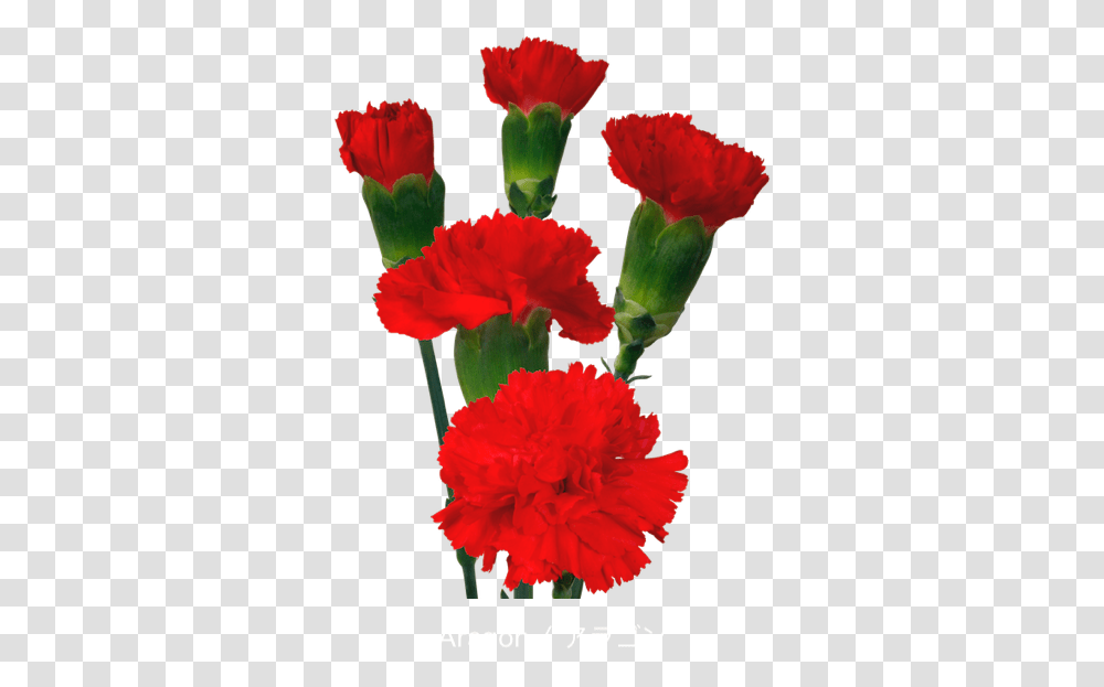 Colibri Flowers Minicarnation Aragon Grower Of Carnations Flower Carnations, Plant, Blossom Transparent Png