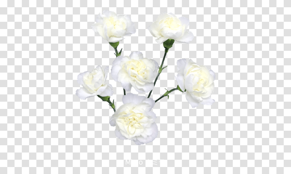Colibri Flowers Minicarnation Mimo Grower Of Carnations Garden Roses, Plant, Blossom, Petal, Peony Transparent Png