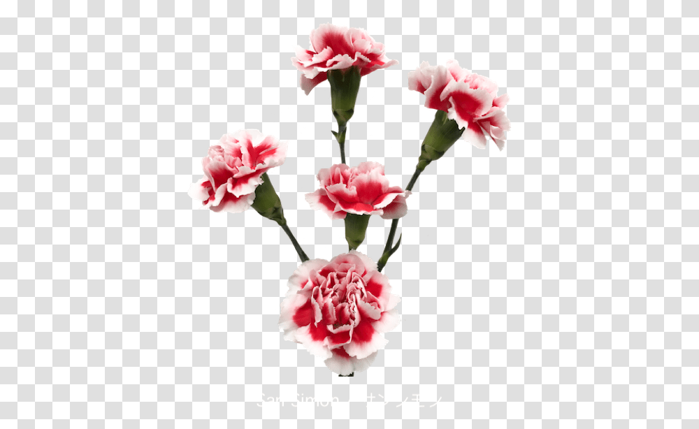 Colibri Flowers Minicarnation Sansimon Grower Of Carnations Garden Roses, Plant, Blossom Transparent Png