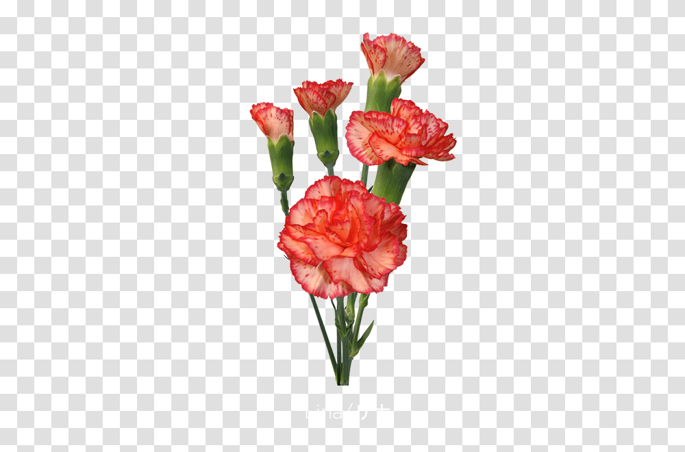 Colibri Flowers S A Minicarnations, Plant, Blossom, Rose Transparent Png