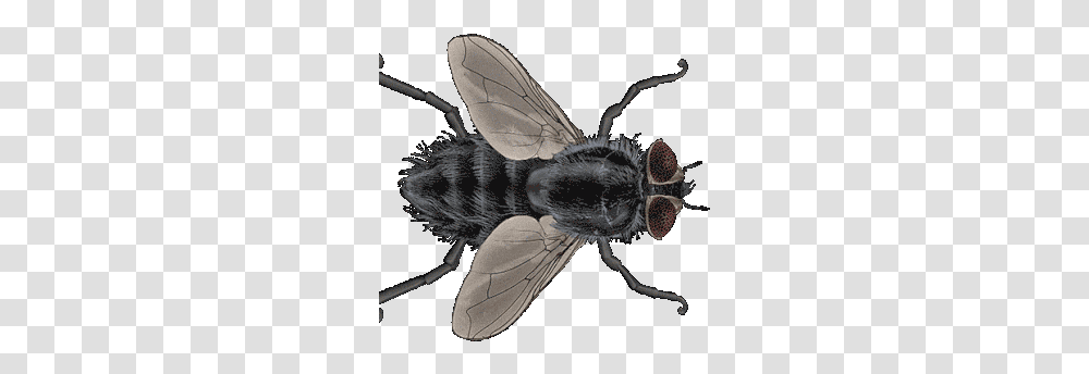 Colin Raff Grotesque Gif Colinraff Grotesque Bug Discover & Share Gifs Housefly Gif, Insect, Invertebrate, Animal, Wasp Transparent Png
