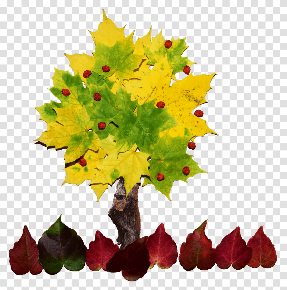 Collage De Un Arbol, Leaf, Plant, Tree, Maple Transparent Png