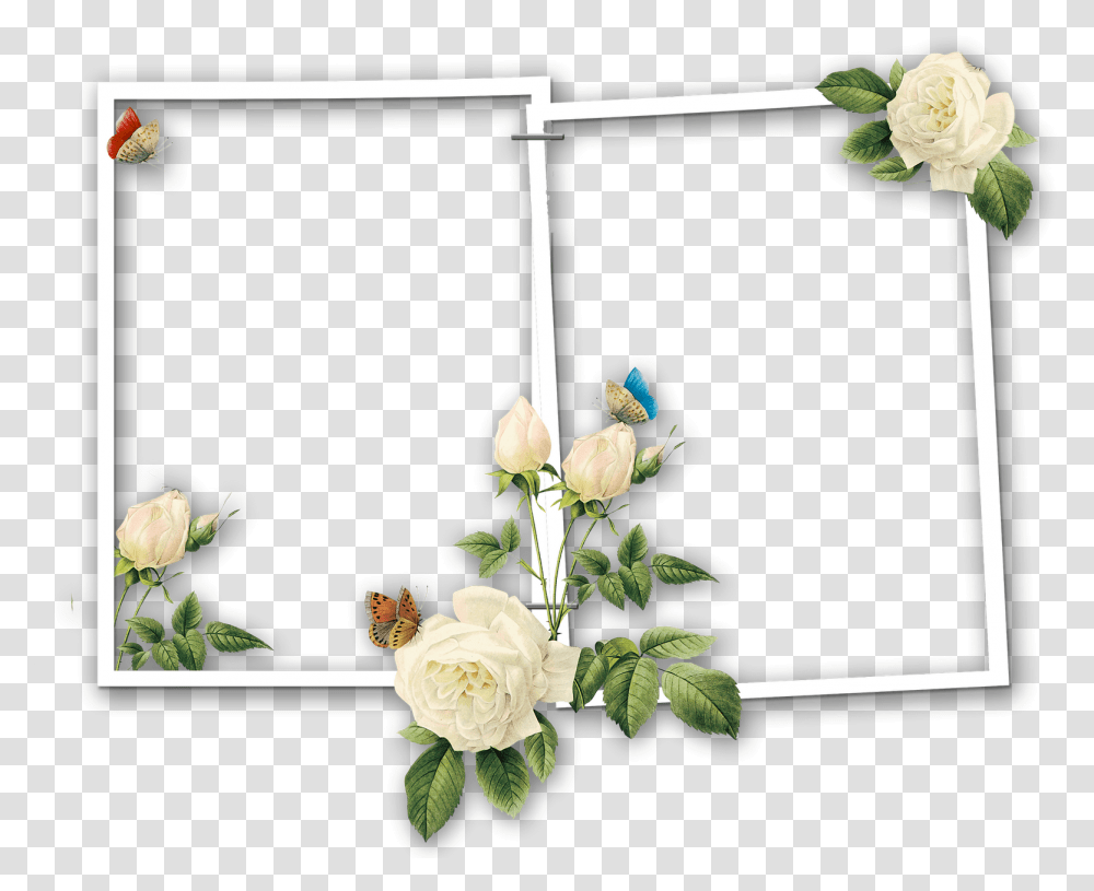 Collage Two Frame, Plant, Flower, Rose, Petal Transparent Png