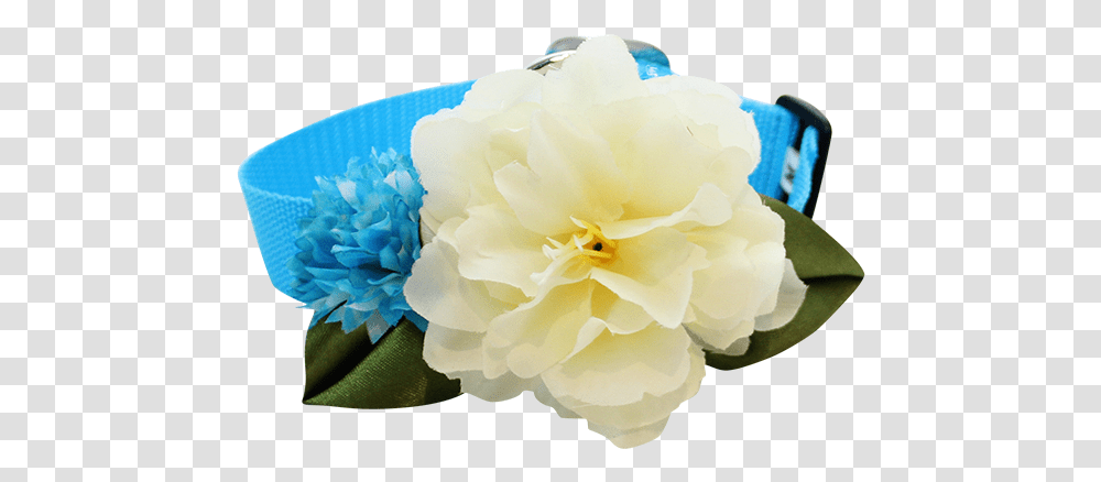 Collar Artificial Flower, Plant, Rose, Blossom, Peony Transparent Png