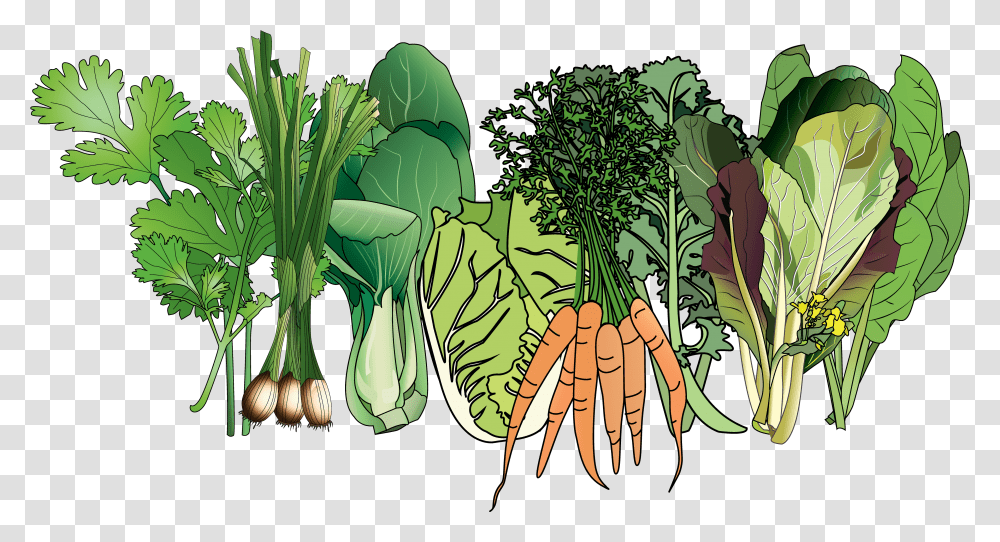 Collard Greens, Plant, Vegetable, Food, Carrot Transparent Png