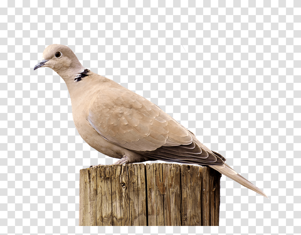 Collared 960, Animals, Bird, Dove, Pigeon Transparent Png
