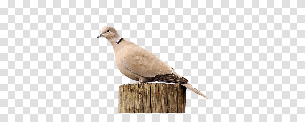 Collared Nature, Bird, Animal, Dove Transparent Png