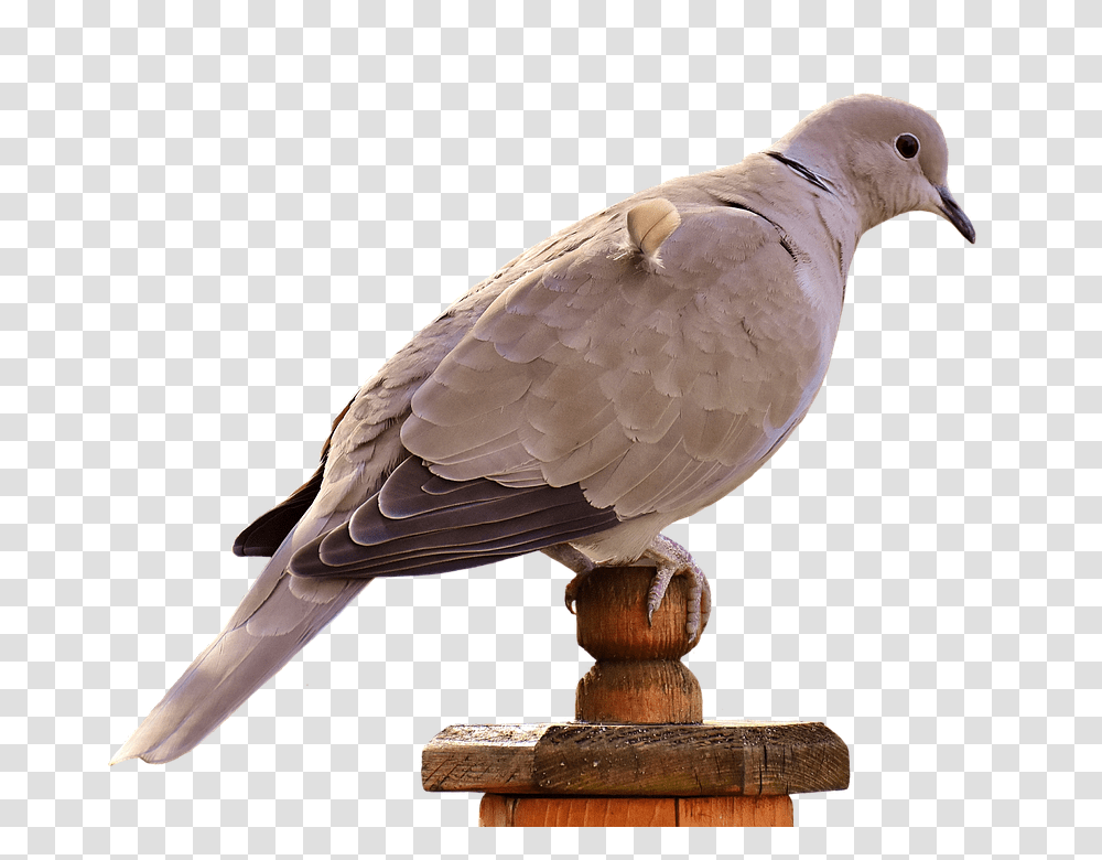 Collared 960, Animals, Bird, Pigeon, Dove Transparent Png