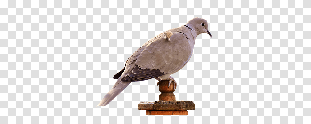 Collared Nature, Bird, Animal, Dove Transparent Png