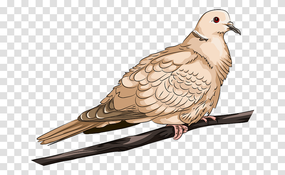 Collared Dove Clipart Pigeons And Doves, Bird, Animal Transparent Png