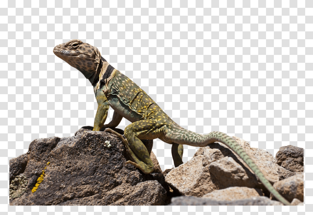 Collared Lizard 960, Animals, Iguana, Reptile Transparent Png