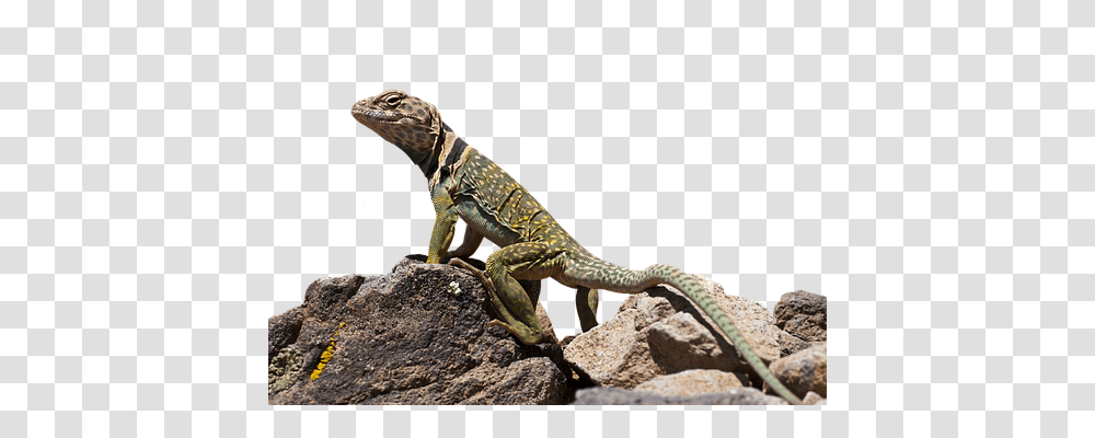Collared Lizard Nature, Iguana, Reptile, Animal Transparent Png