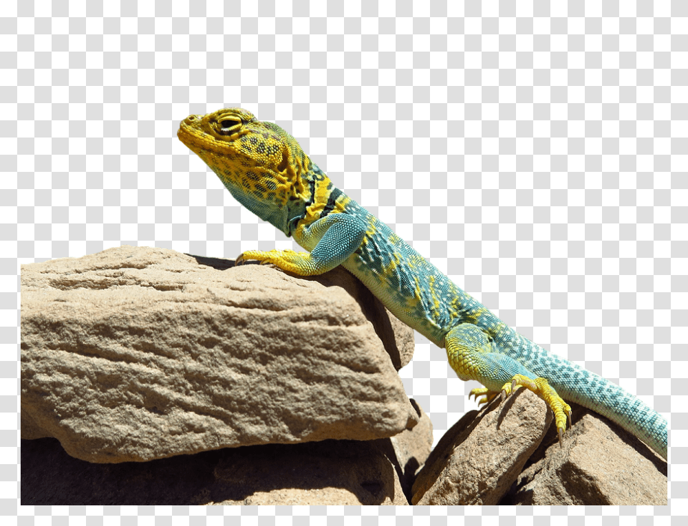 Collared Lizard 960, Animals, Reptile, Iguana, Green Lizard Transparent Png