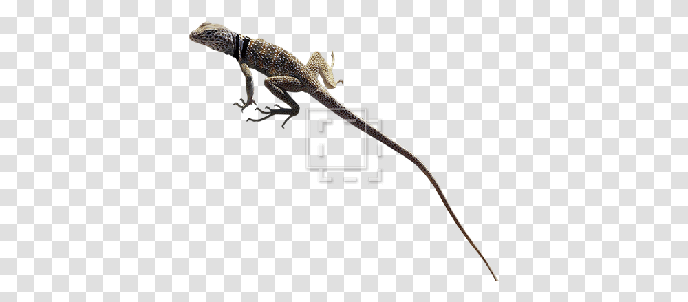 Collared Lizard Immediate Entourage Komodo Dragon, Reptile, Animal, Gecko, Bow Transparent Png