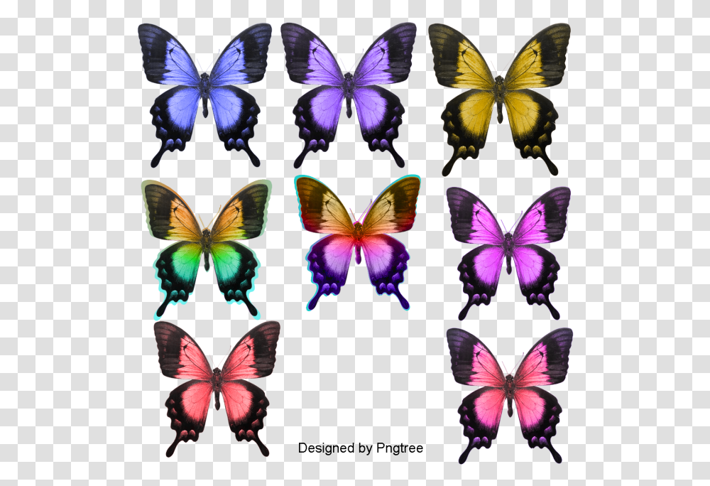 Collection Butterflies With White Background, Insect, Invertebrate, Animal, Butterfly Transparent Png