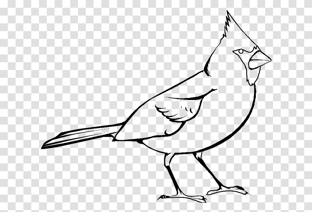Collection Of Cardinal Clipart Black And White, Bow, Blackbird, Animal, Agelaius Transparent Png