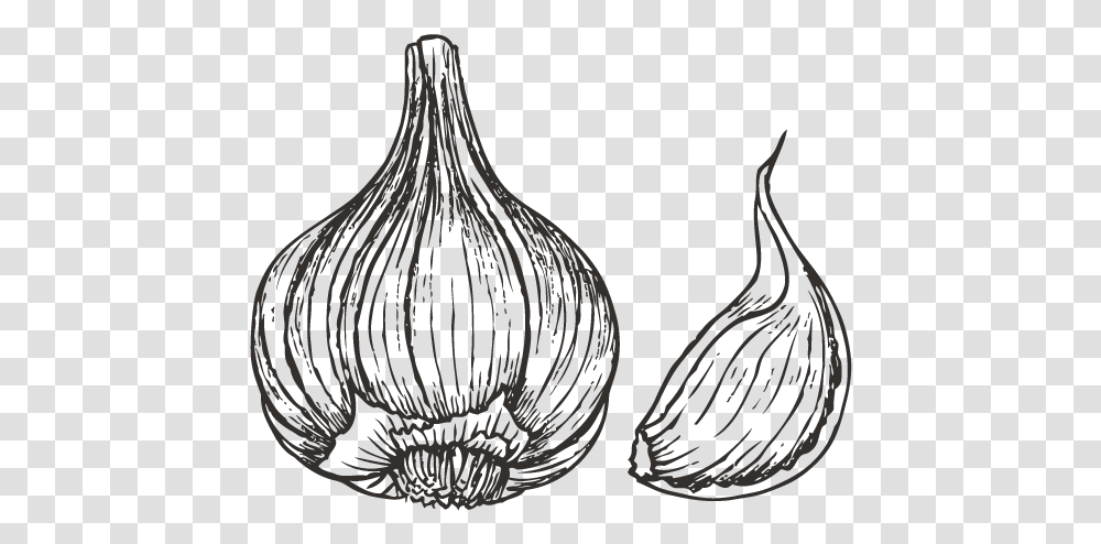 Collection Of Drawing Garlic Drawing, Plant, Bird, Animal Transparent Png