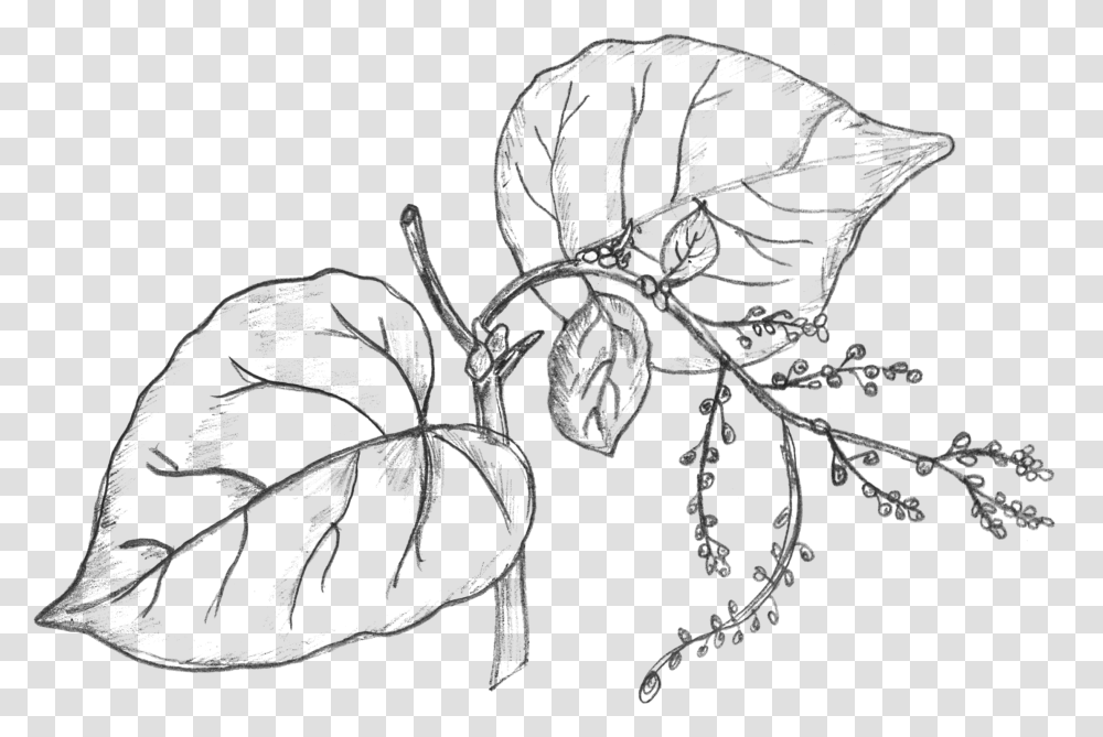 Collection Of Drawing Money Plant Leaves Drawing, Gray, World Of Warcraft Transparent Png