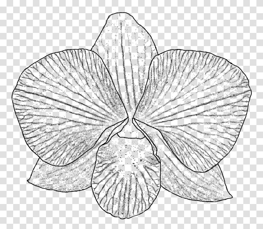 Collection Of Drawing Orchid White And Black, Plant, Flower, Blossom, Petal Transparent Png