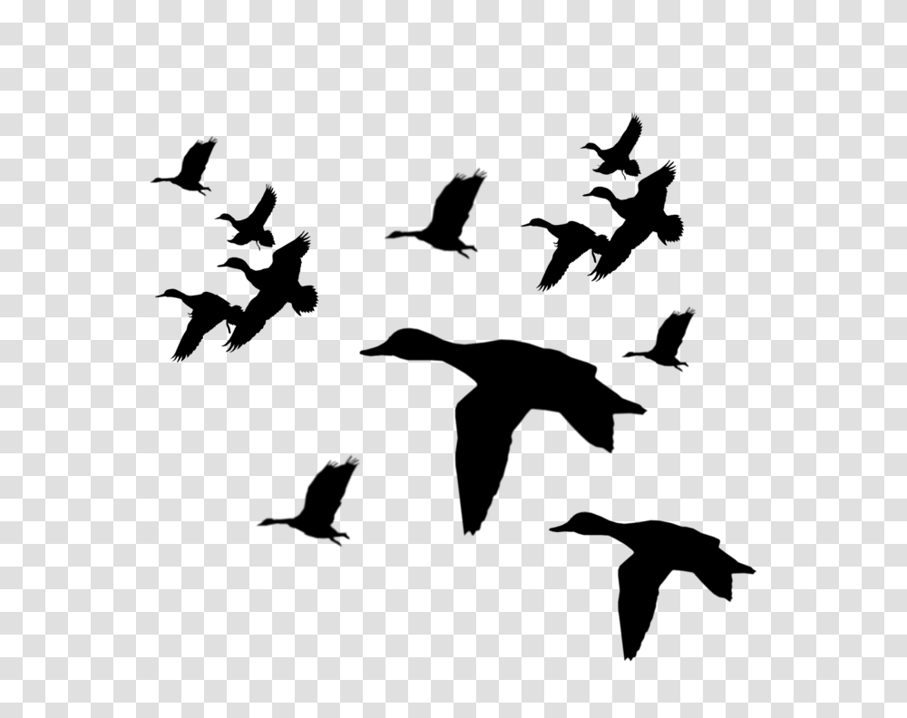 Collection Of Duck Silhouette Clip Art Download Them And Try, Gray, World Of Warcraft Transparent Png