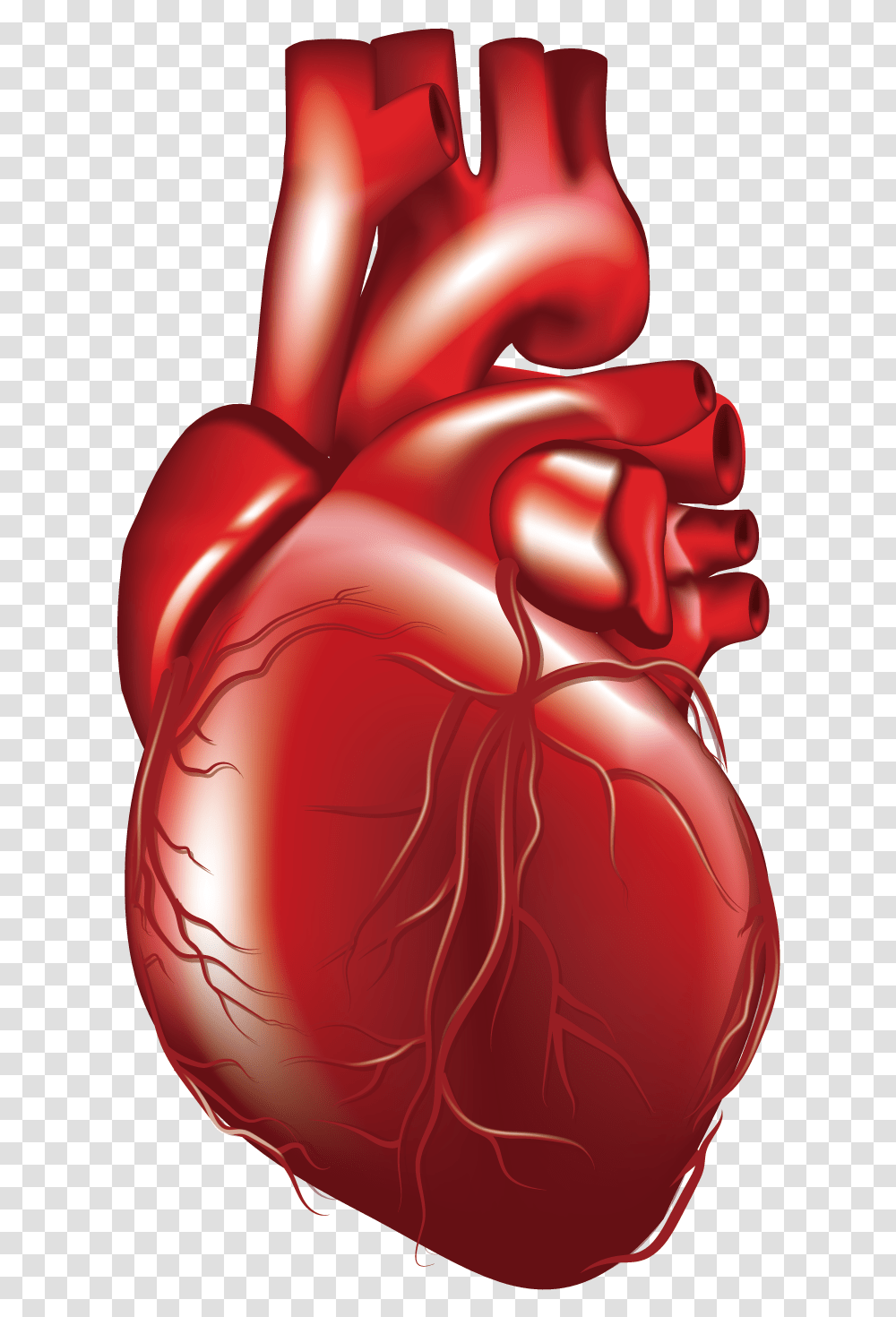 Collection Of Free 3d Vector Human Down 740392 Animated Real Heart, Plant, Dynamite, Bomb, Weapon Transparent Png