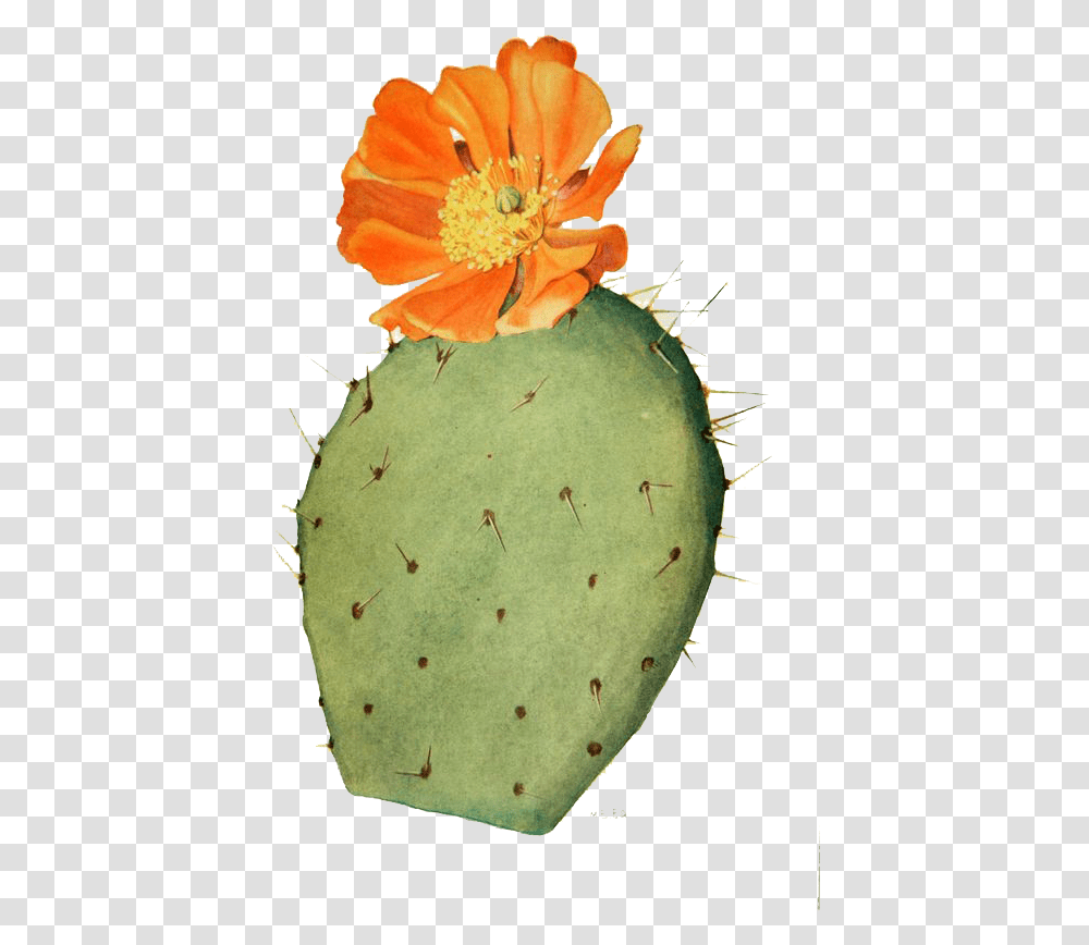 Collection Of Free Cactus Drawing Prickly Pear Cactus Flower Botanical Illustration, Plant, Pineapple, Fruit, Food Transparent Png