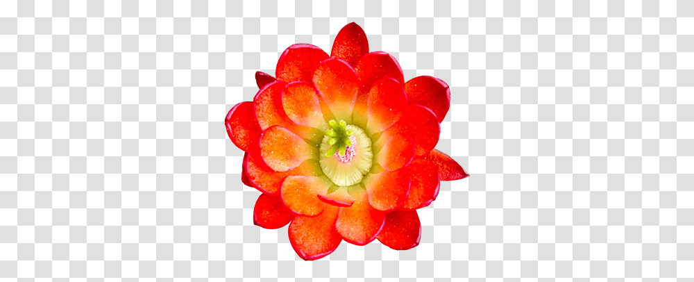 Collection Of Free Cactus Fl 639780 Cactus Flower, Dahlia, Plant, Blossom, Anther Transparent Png