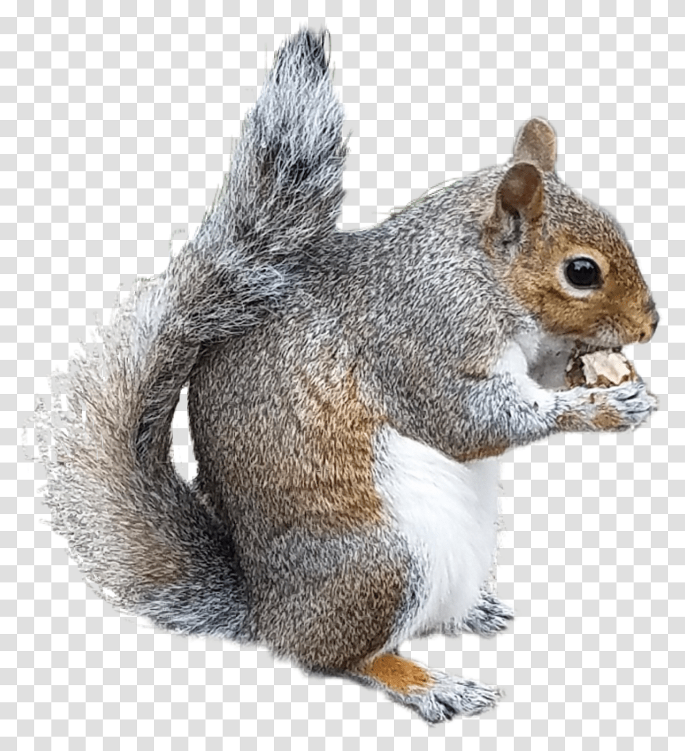 Collection Of Free Chipmunk Drawing Douglas Squirrel Tiny Squirrel Background, Rodent, Mammal, Animal, Eating Transparent Png