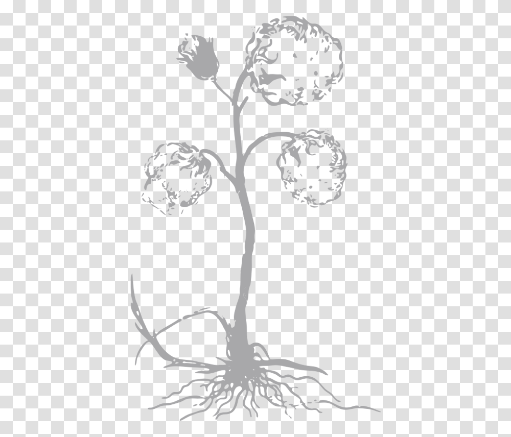Collection Of Free Cotton Drawing Boll Download On, Plant, Stencil, Flower, Tree Transparent Png