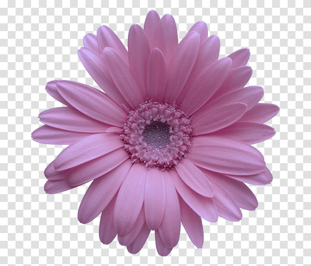 Collection Of Free Daisy Vector Barberton, Plant, Flower, Daisies, Blossom Transparent Png