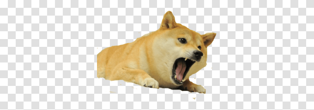 Collection Of Free Doge Background Angry Doge, Mammal, Animal, Canine, Pet Transparent Png