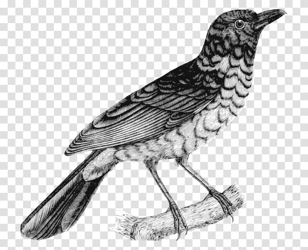 Collection Of Free Drawing Birds American Robin Download Robin Clipart Black And White, Animal, Blackbird, Agelaius, Finch Transparent Png