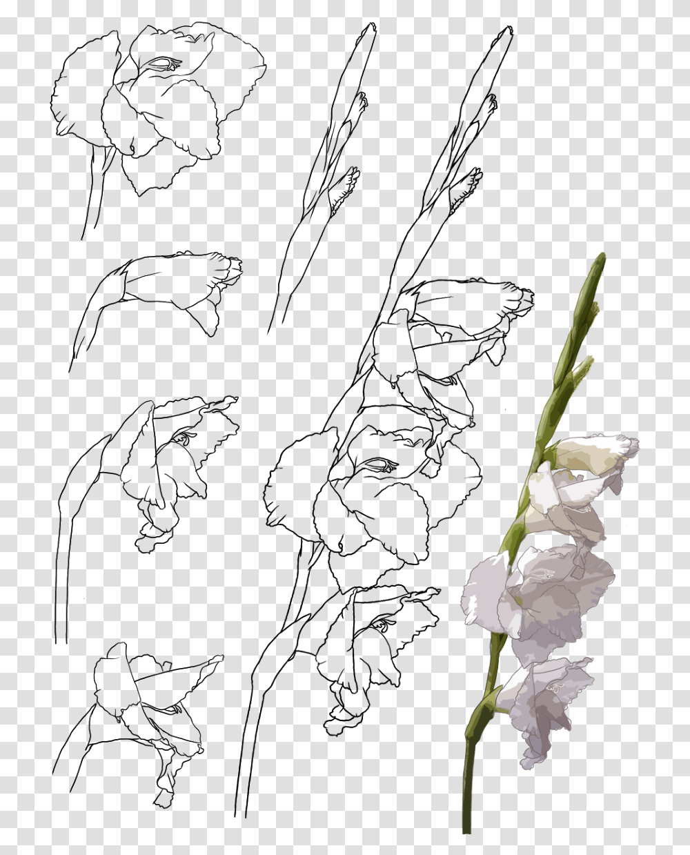 Collection Of Free Gladiolus Drawing Hand Download Gladiolus, Plant, Flower, Blossom, Amaryllidaceae Transparent Png
