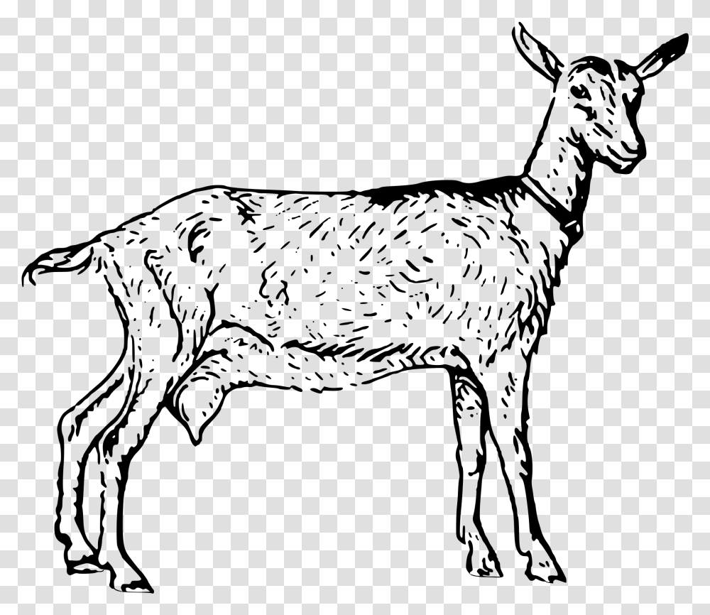 Collection Of Free Goat Drawing Stoner Download On Goat Black And White Clip Art, Gray, World Of Warcraft Transparent Png