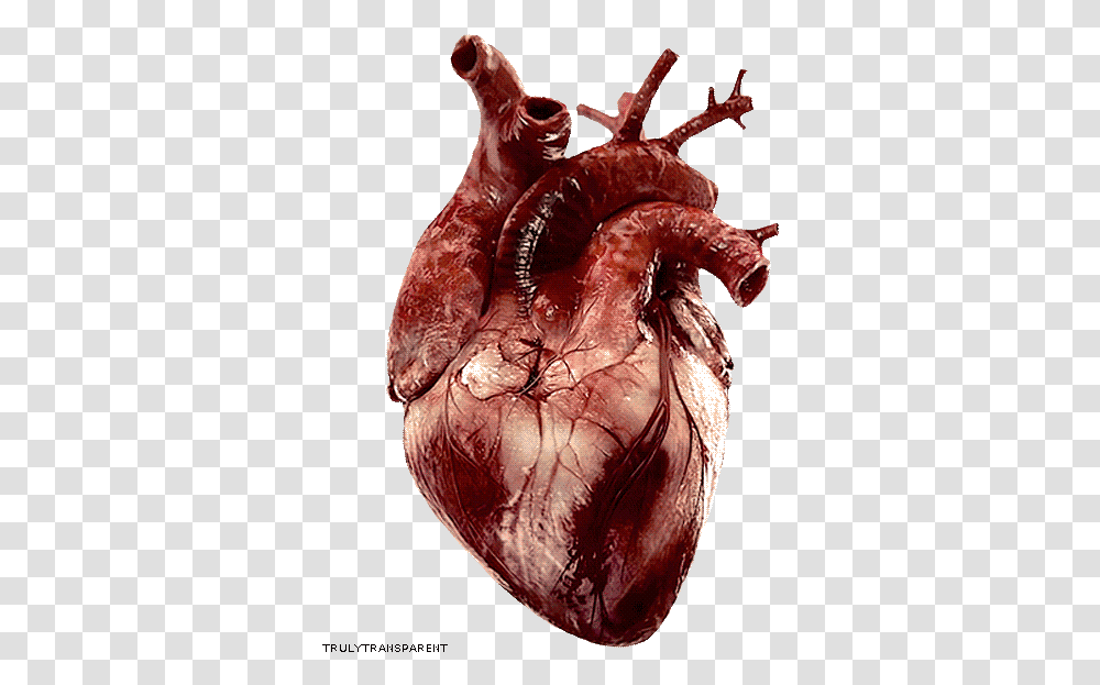 Collection Of Free Heart Hum 741561 Real Heart Gif, Animal, Figurine, Lobster, Seafood Transparent Png