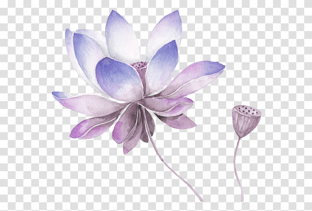 Collection Of Free Lilac Drawing Watercolor Lotus Flower, Plant, Blossom, Petal, Dahlia Transparent Png
