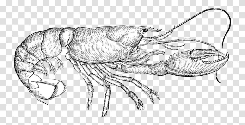 Collection Of Free Lobster Drawing Sketch Sketch Lobster Drawing, Seafood, Sea Life, Animal, Bird Transparent Png